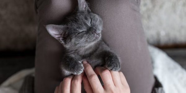 Why BloxCart is the Best Place to Buy Adopt Me Pets at Affordable Prices