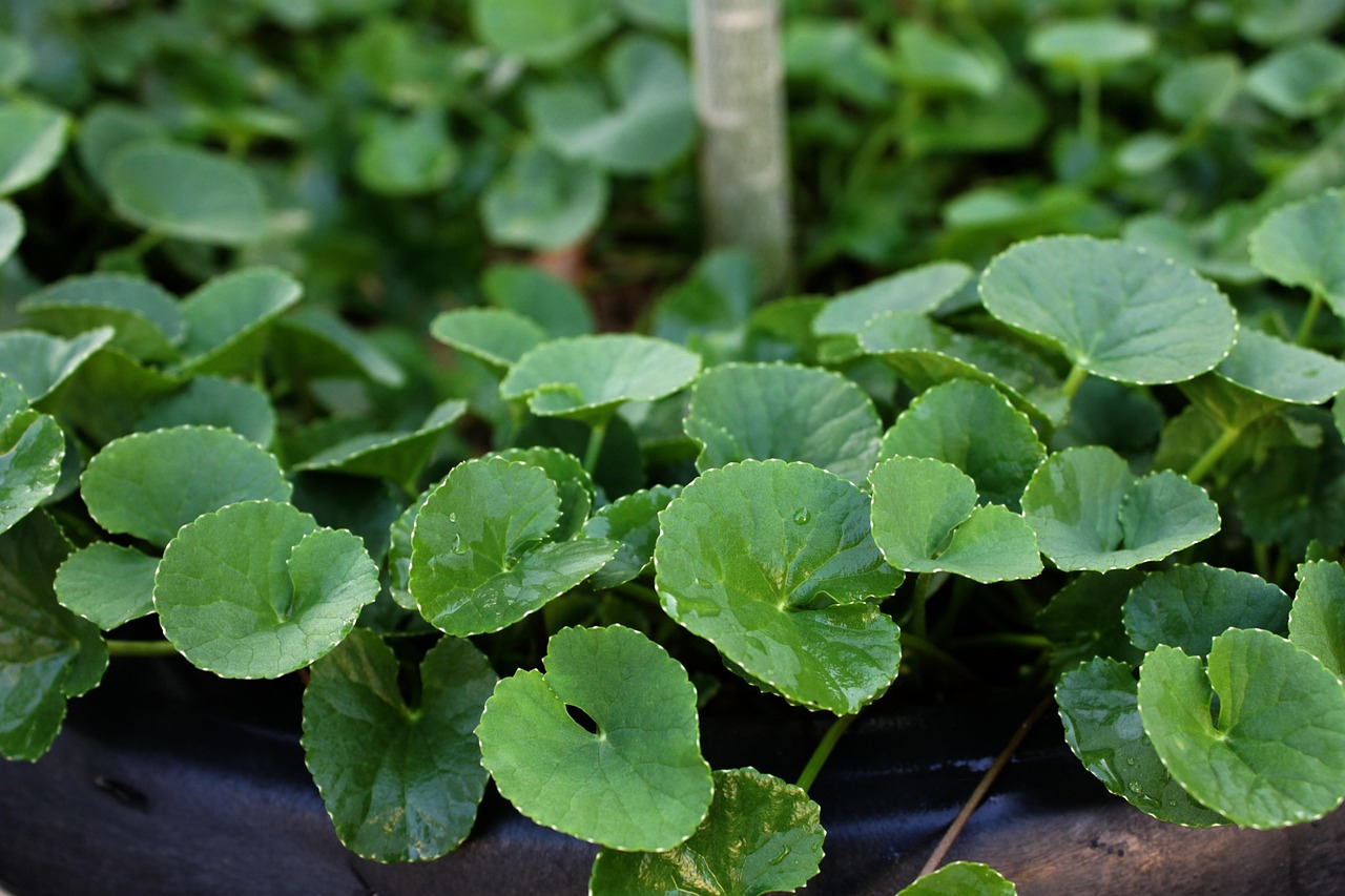 Centella, herb, plant — Online TRT Clinic Offering Personalized and Affordable Testosterone Treatments