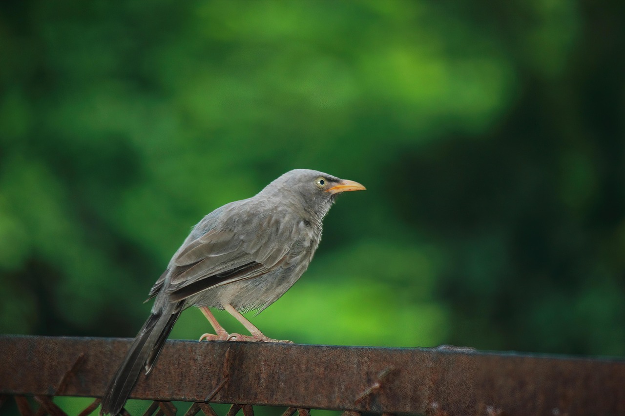 Black, nature, wildlife — Rocketplay App Versus Mobile Site User Experience Comparison