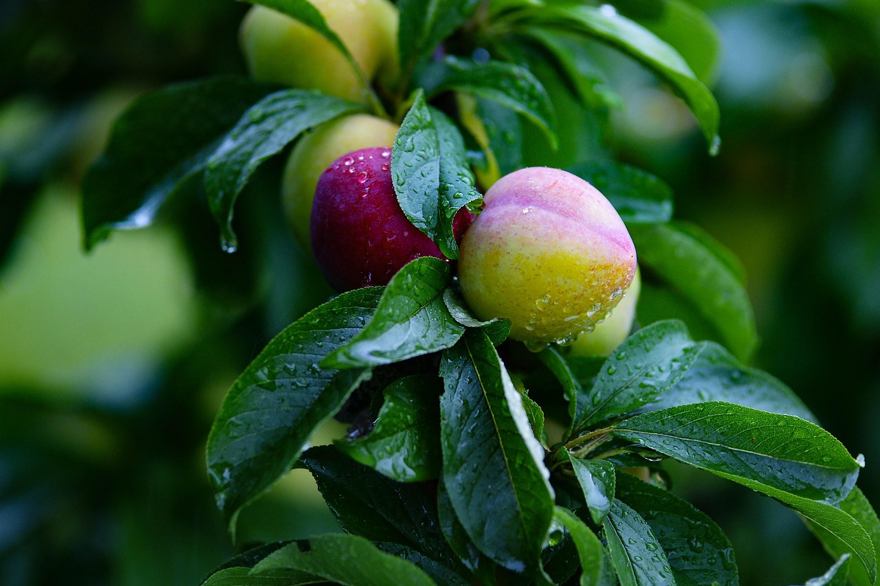 Pear, fruit, pears — The Intex Pharma Advantage: Quality Health Products